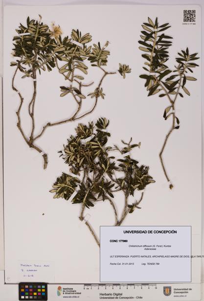 Chiliotrichum diffusum [Espécimen: UDEC:CONC:0177960]