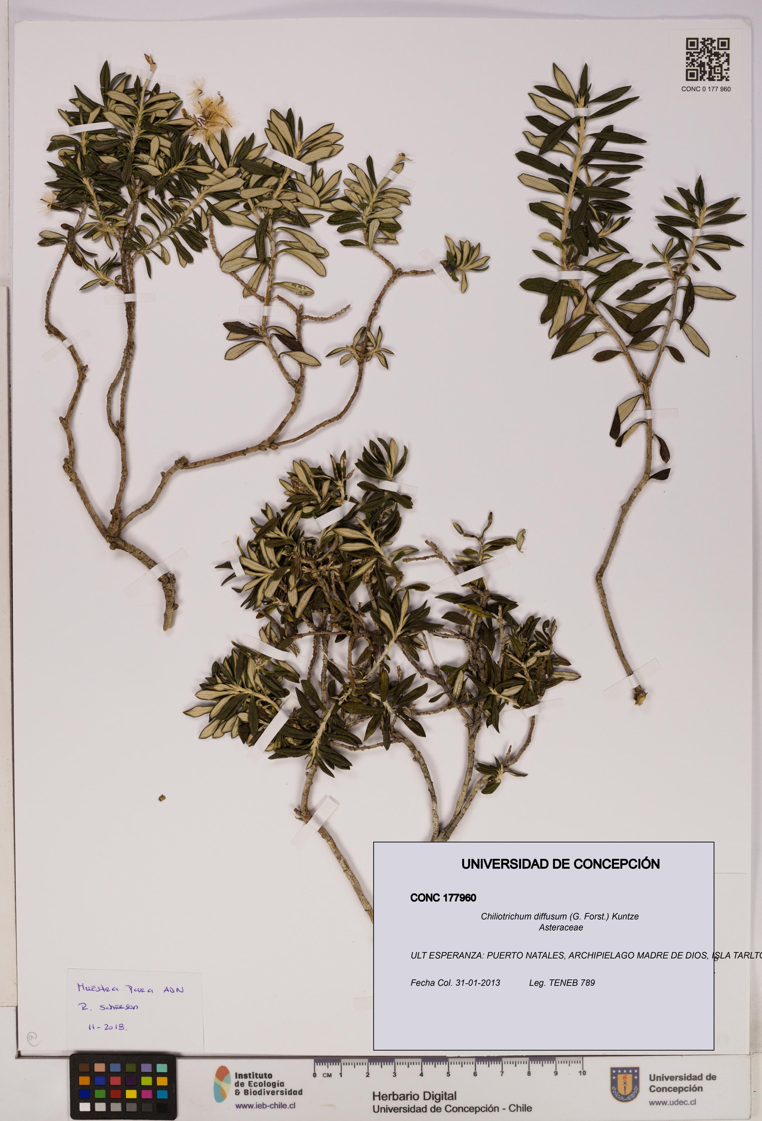 Chiliotrichum diffusum [Espécimen: UDEC:CONC:0177960]