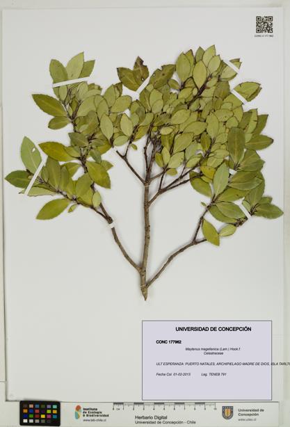 Maytenus magellanica [Espécimen: UDEC:CONC:0177962]