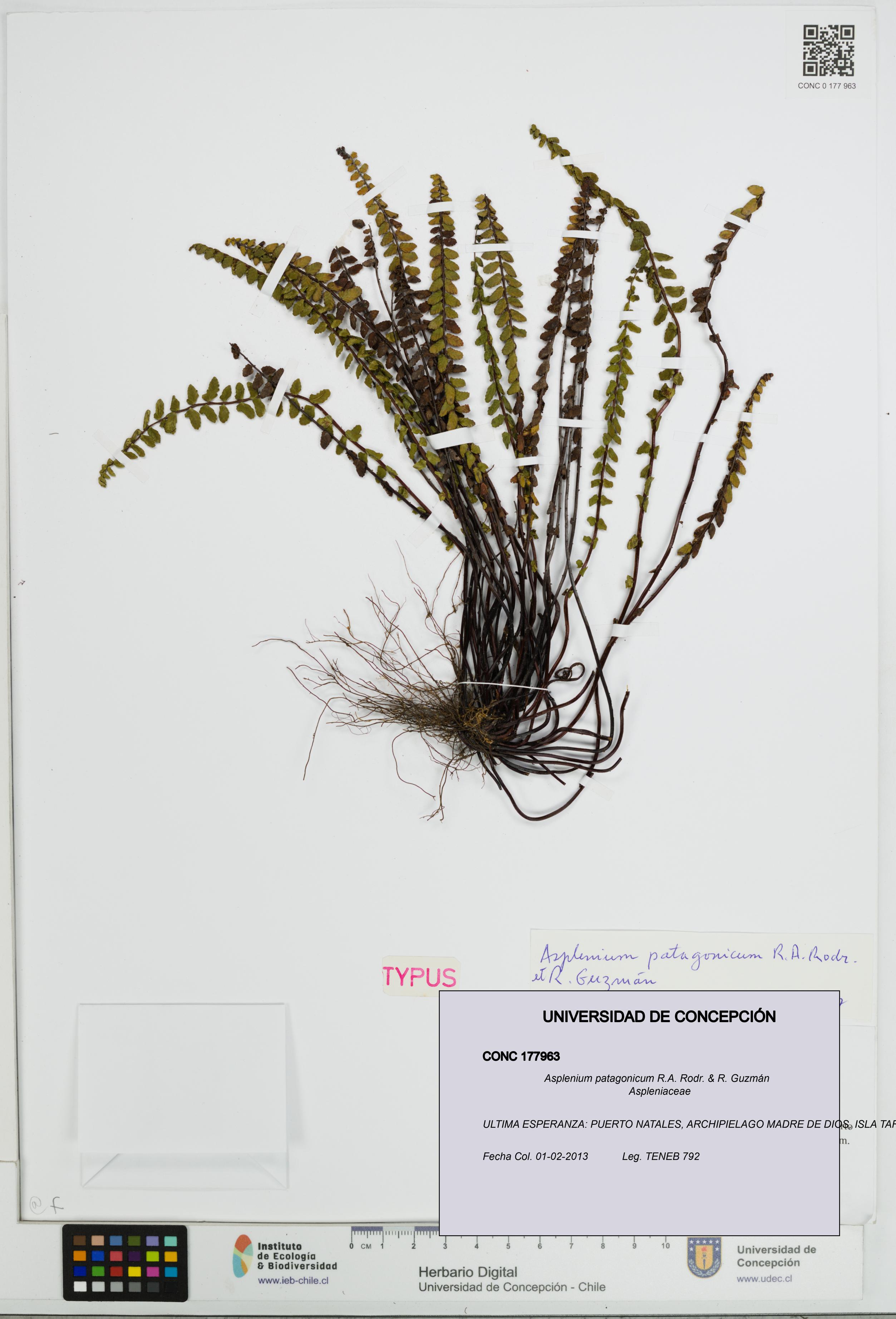 Asplenium patagonicum [Espécimen: UDEC:CONC:0177963]