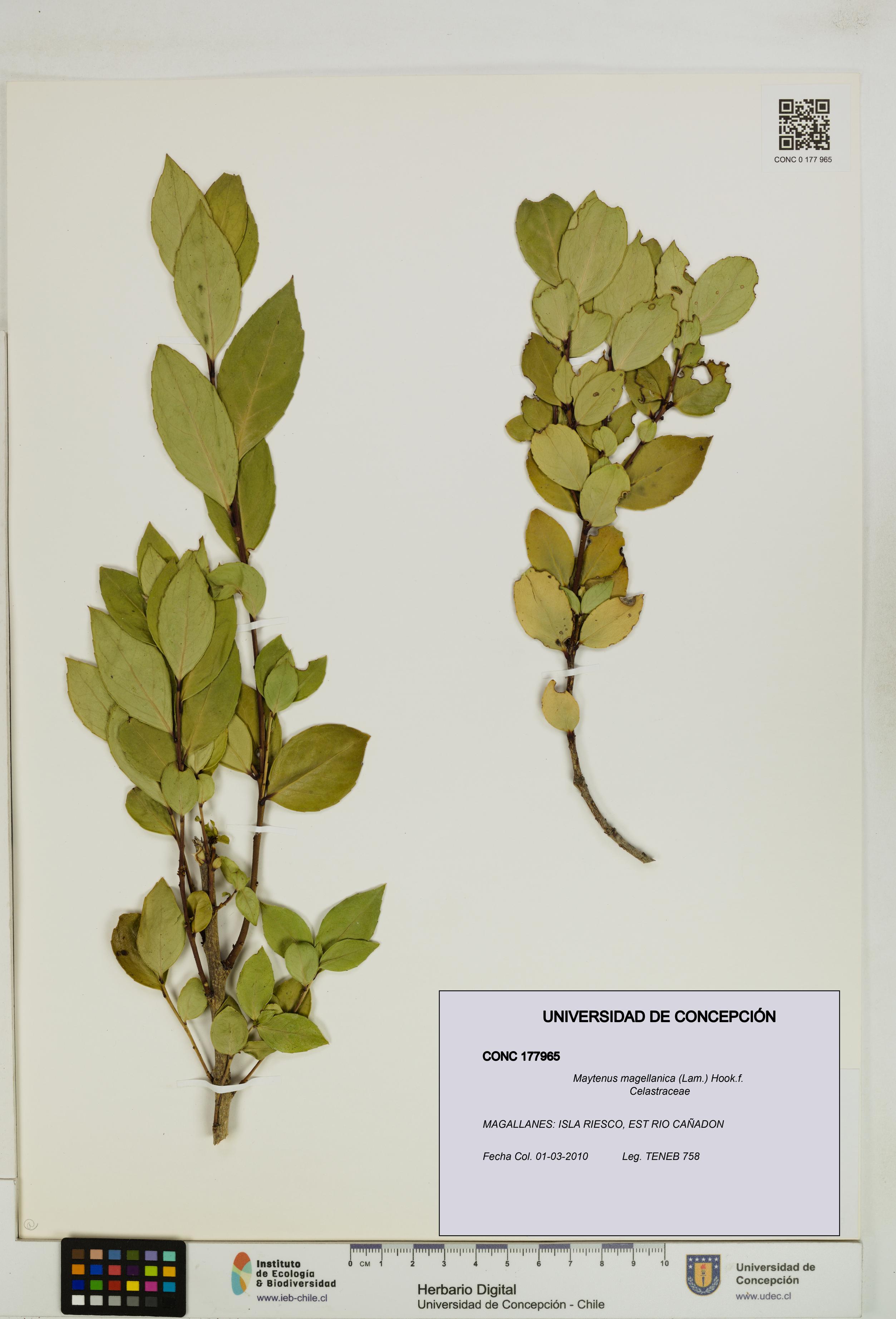 Maytenus magellanica [Espécimen: UDEC:CONC:0177965]
