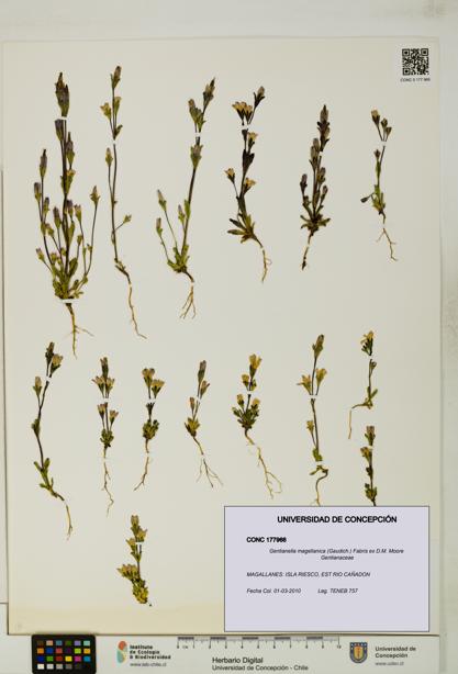 Gentianella magellanica [Espécimen: UDEC:CONC:0177966]