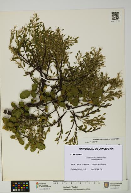 Misodendrum quadriflorum [Espécimen: UDEC:CONC:0177970]
