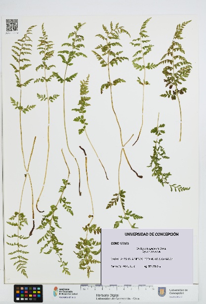 Cystopteris apiiformis [Espécimen: UDEC:CONC:0177973]