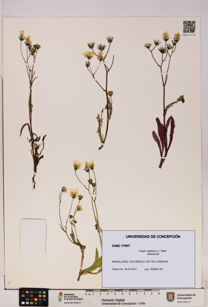 Crepis capillaris [Espécimen: UDEC:CONC:0177977]