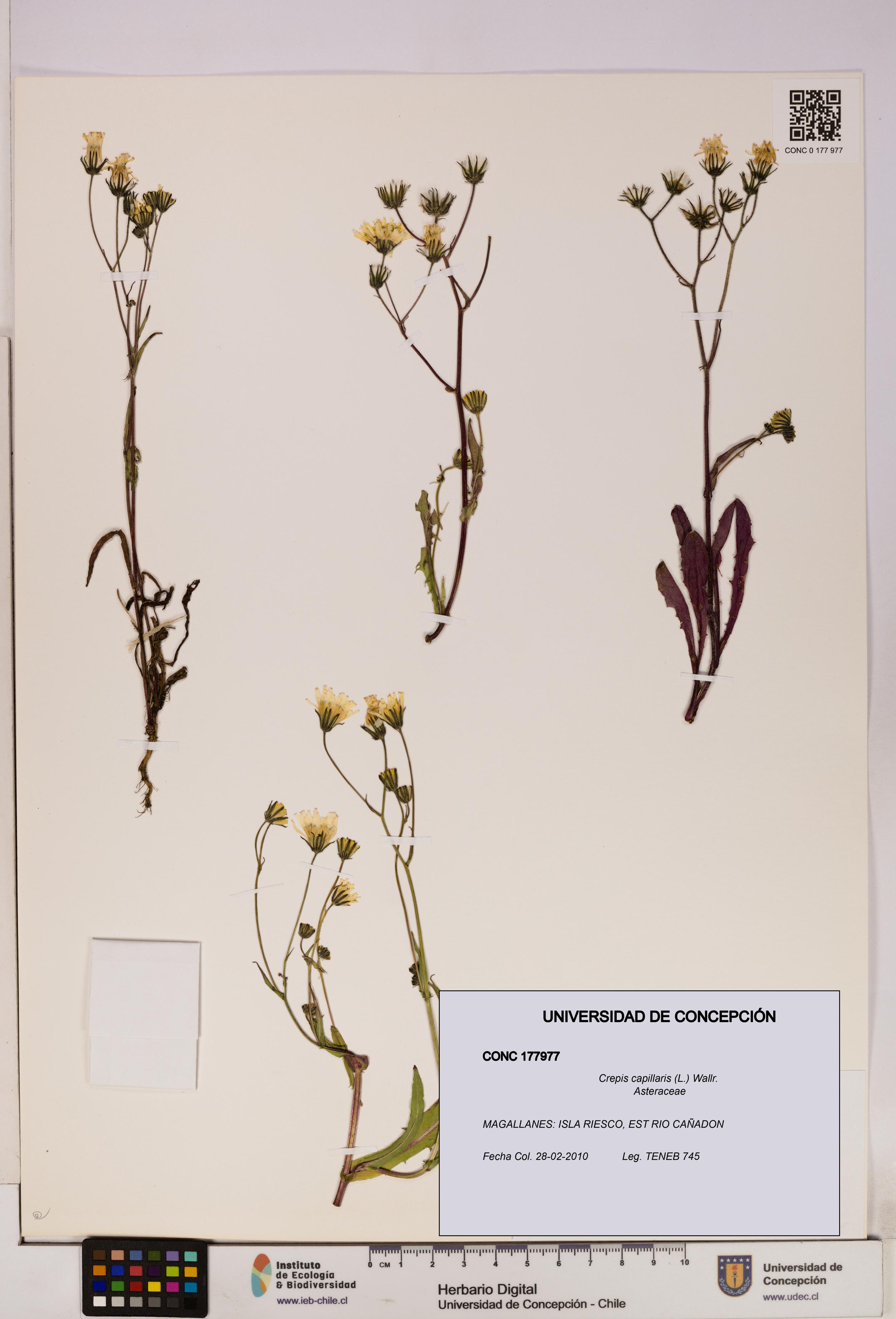 Crepis capillaris [Espécimen: UDEC:CONC:0177977]