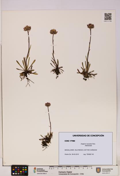 Erigeron myosotis [Espécimen: UDEC:CONC:0177980]