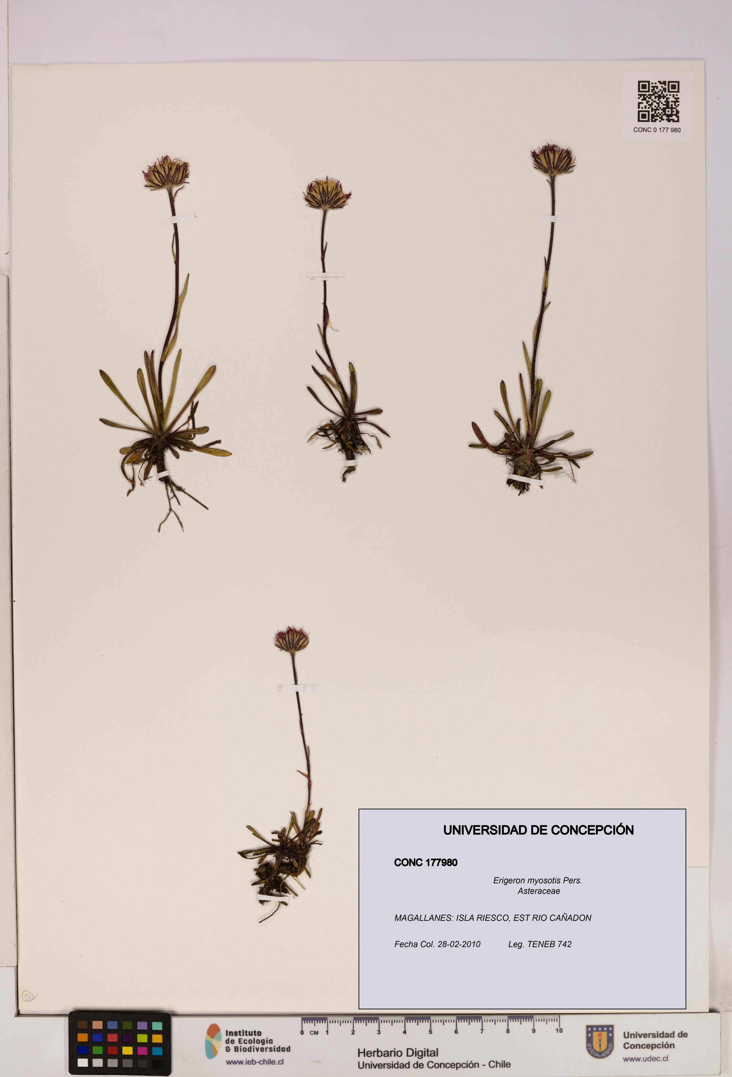 Erigeron myosotis [Espécimen: UDEC:CONC:0177980]