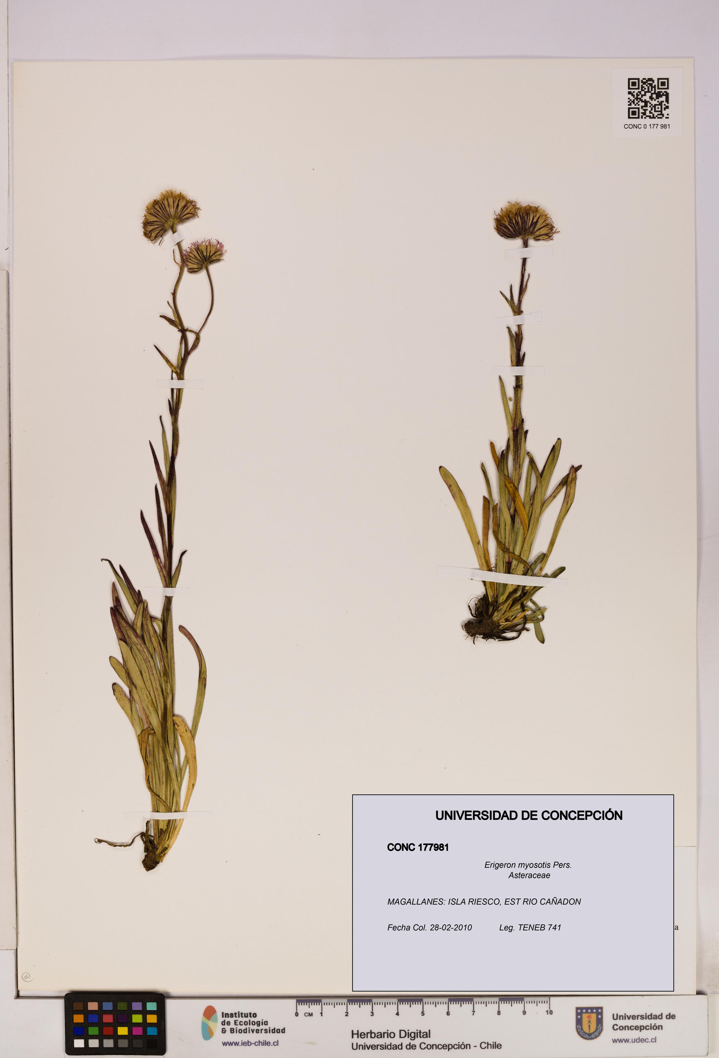 Erigeron myosotis [Espécimen: UDEC:CONC:0177981]