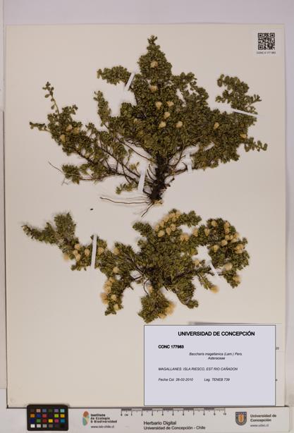 Baccharis magellanica [Espécimen: UDEC:CONC:0177983]