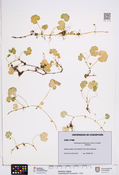Hydrocotyle chamaemorus [Espécimen: ]