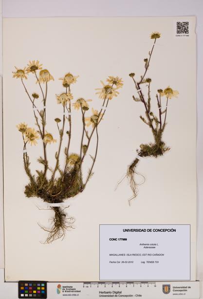 Anthemis cotula [Espécimen: UDEC:CONC:0177989]