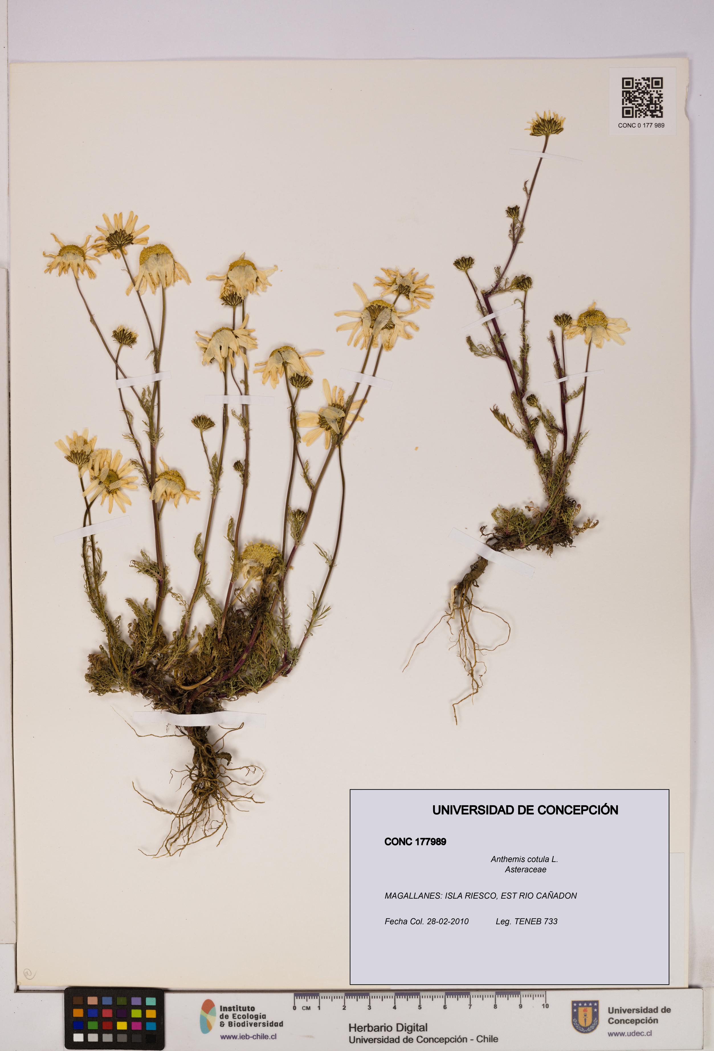 Anthemis cotula [Espécimen: UDEC:CONC:0177989]