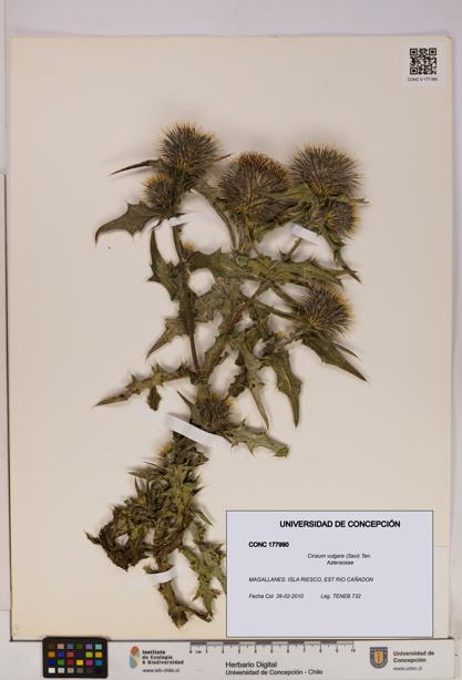 Cirsium vulgare [Espécimen: UDEC:CONC:0177990]