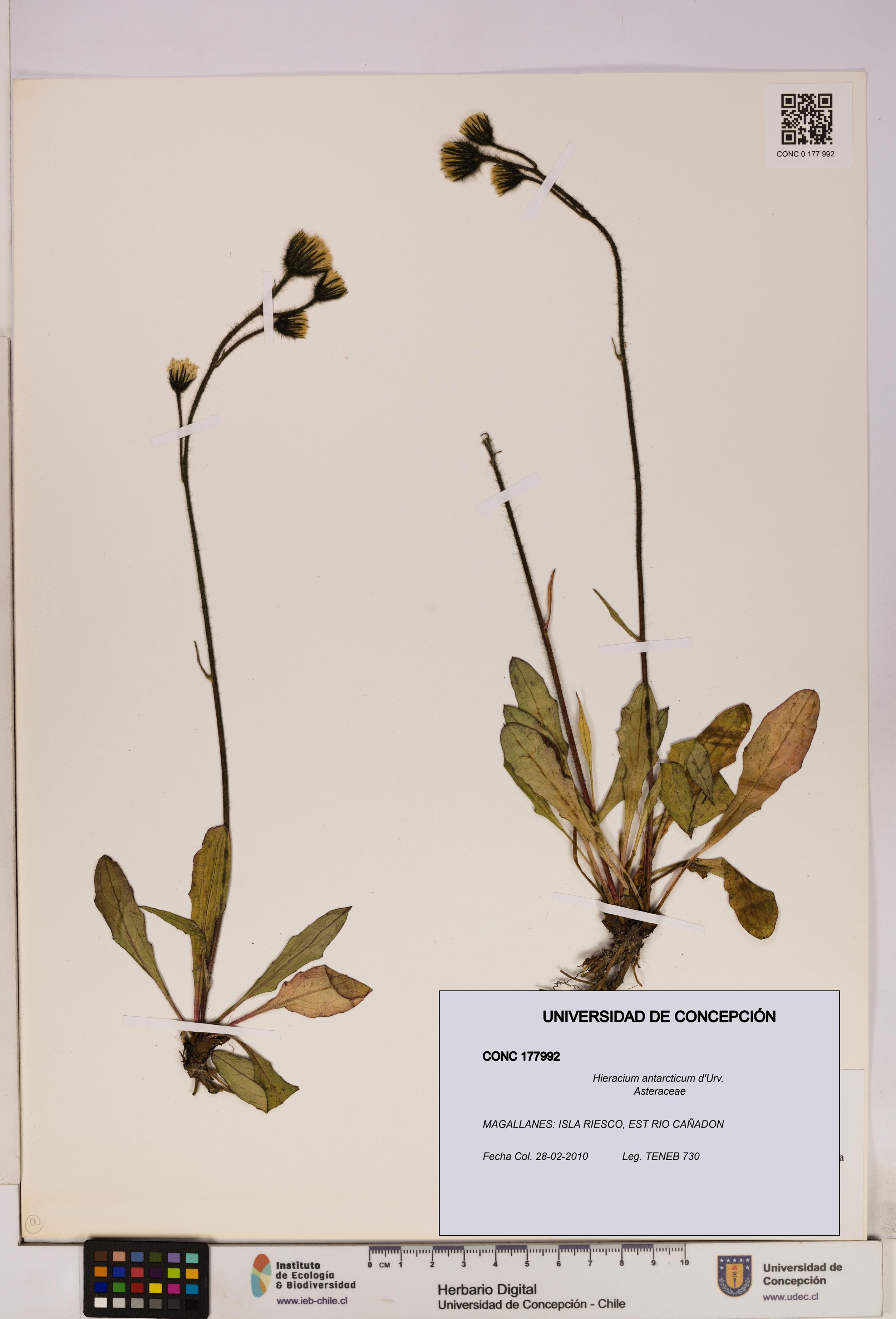 Hieracium antarcticum [Espécimen: UDEC:CONC:0177992]