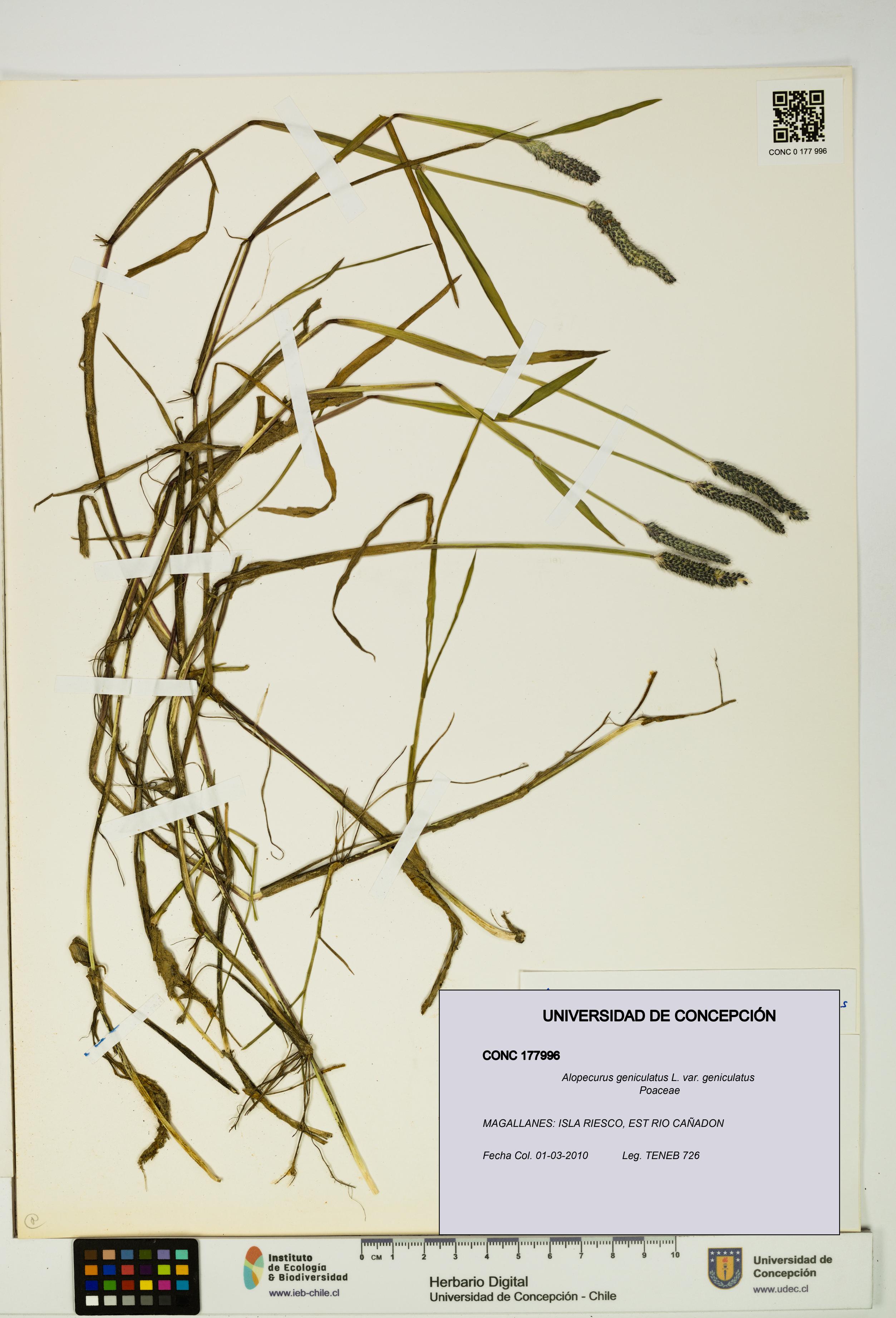 Alopecurus geniculatus [Espécimen: UDEC:CONC:0177996]