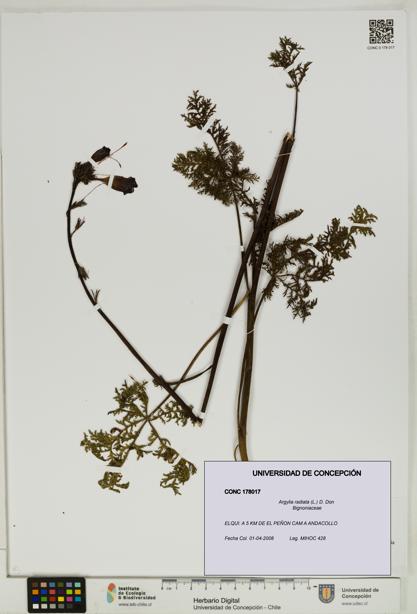Argylia radiata [Espécimen: UDEC:CONC:0178017]