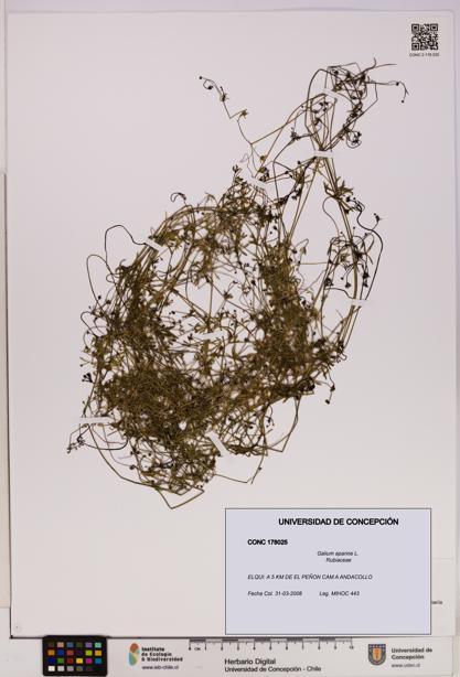 Galium aparine [Espécimen: UDEC:CONC:0178025]
