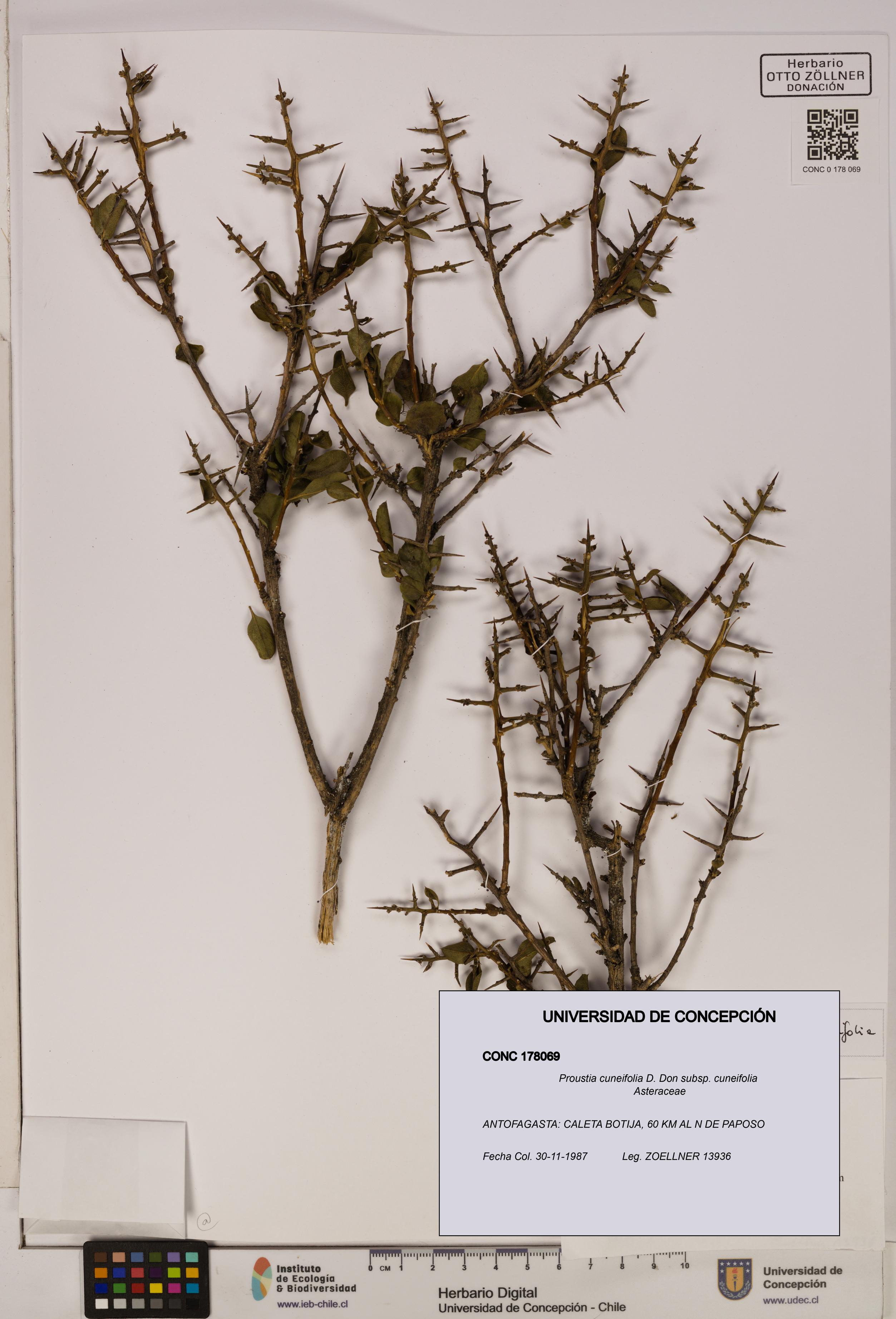 Proustia cuneifolia subsp. cuneifolia [Espécimen: UDEC:CONC:0178069]