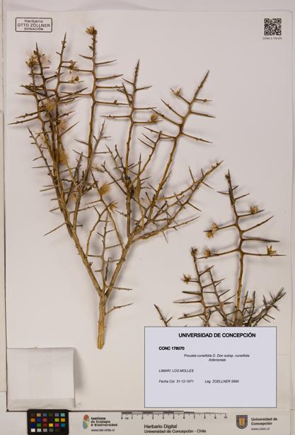Proustia cuneifolia subsp. cuneifolia [Espécimen: UDEC:CONC:0178070]