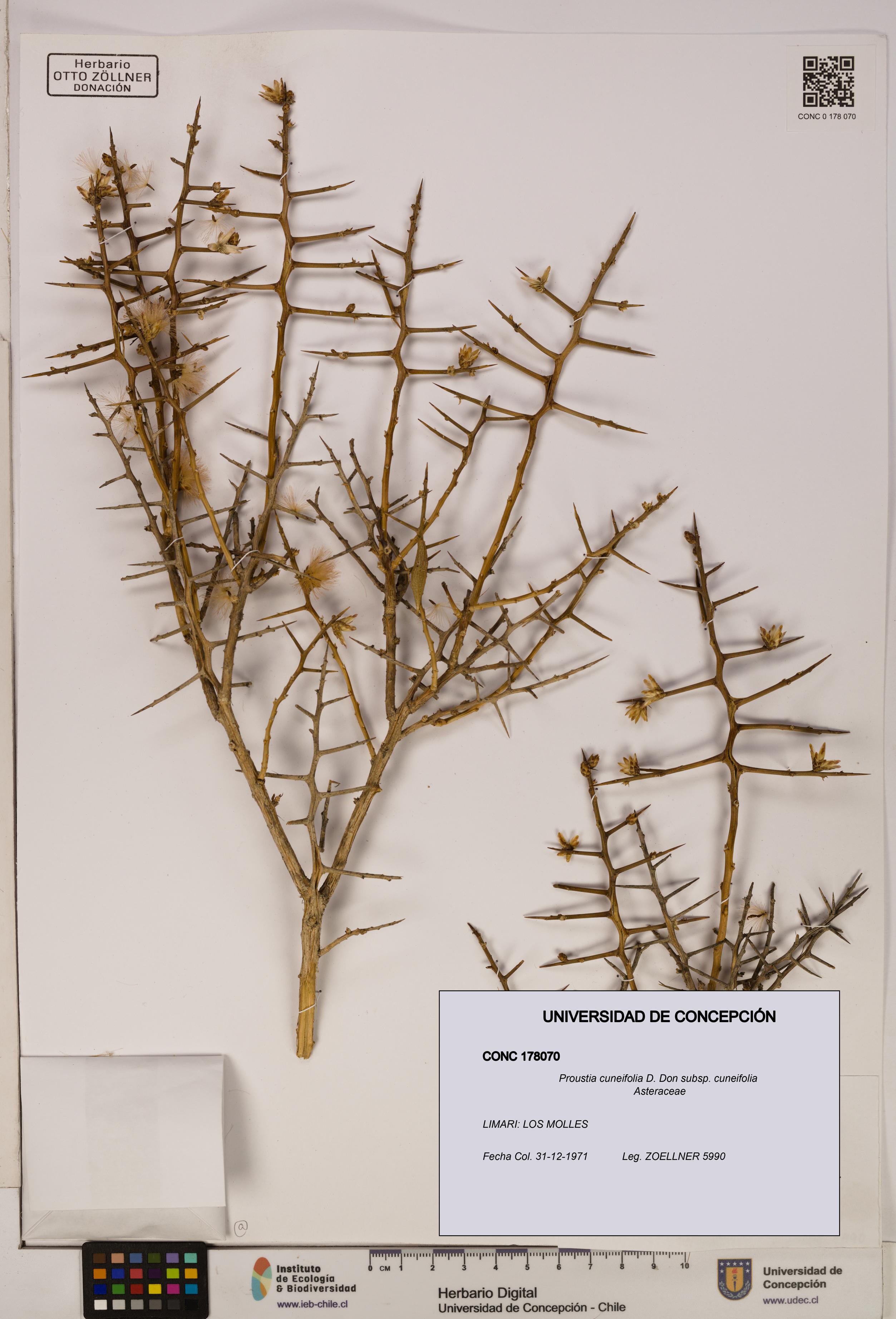 Proustia cuneifolia subsp. cuneifolia [Espécimen: UDEC:CONC:0178070]