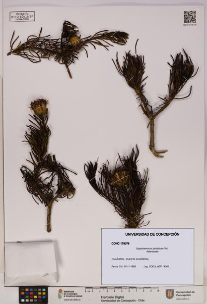 Gypothamnium pinifolium [Espécimen: UDEC:CONC:0178076]