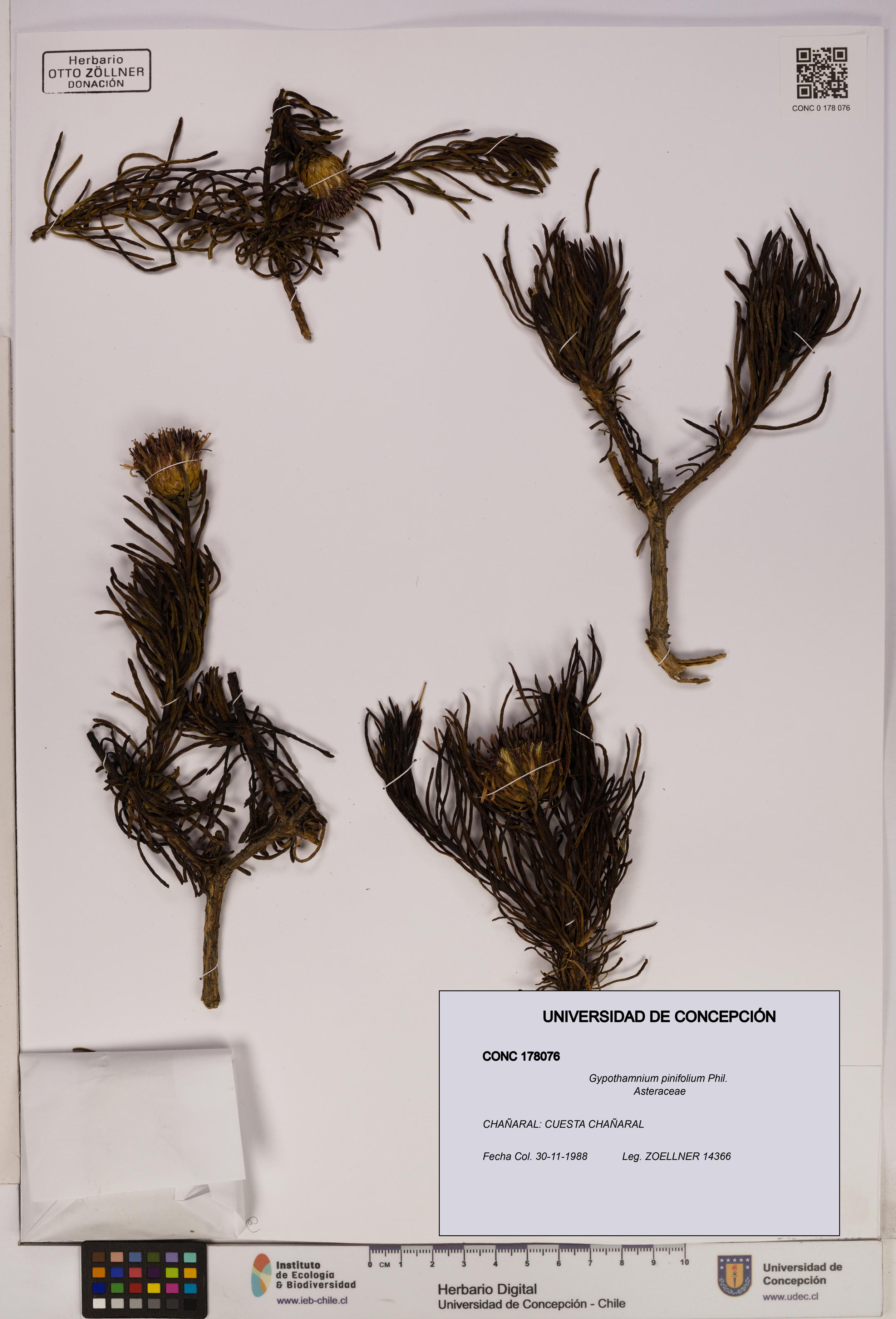 Gypothamnium pinifolium [Espécimen: UDEC:CONC:0178076]