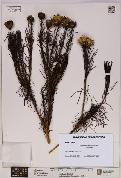 Gypothamnium pinifolium [Espécimen: UDEC:CONC:0178077]