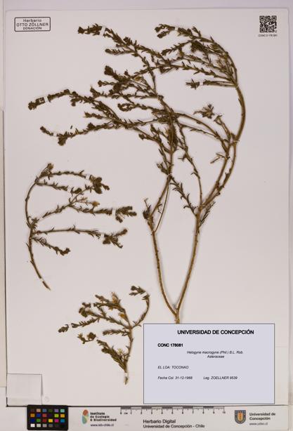 Helogyne macrogyne [Espécimen: UDEC:CONC:0178081]