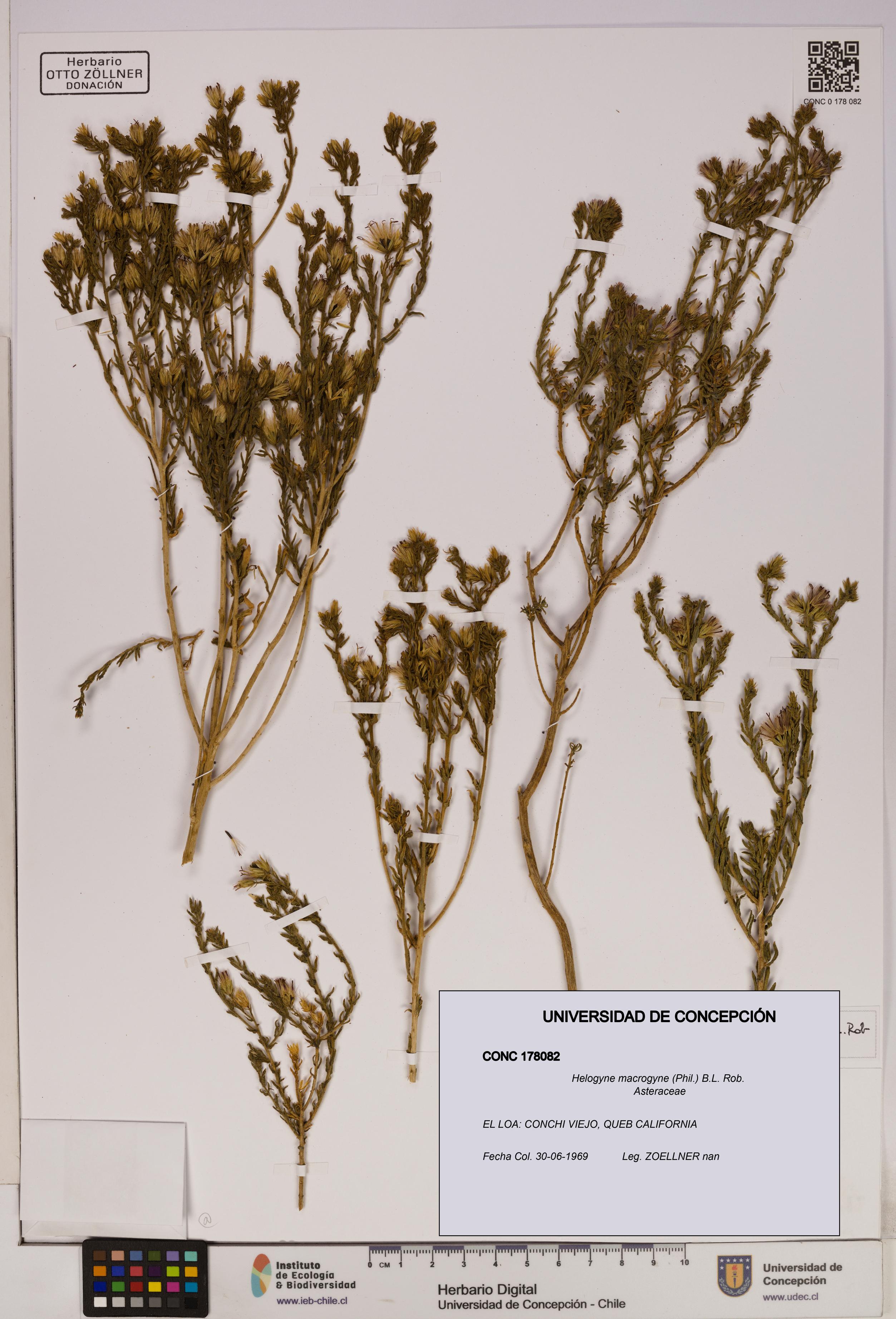 Helogyne macrogyne [Espécimen: UDEC:CONC:0178082]