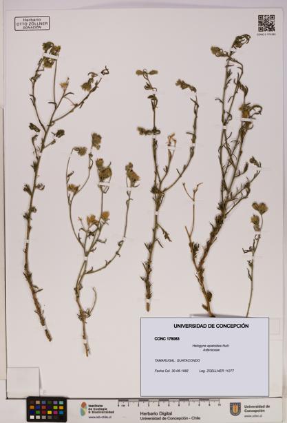 Helogyne apaloidea [Espécimen: UDEC:CONC:0178083]