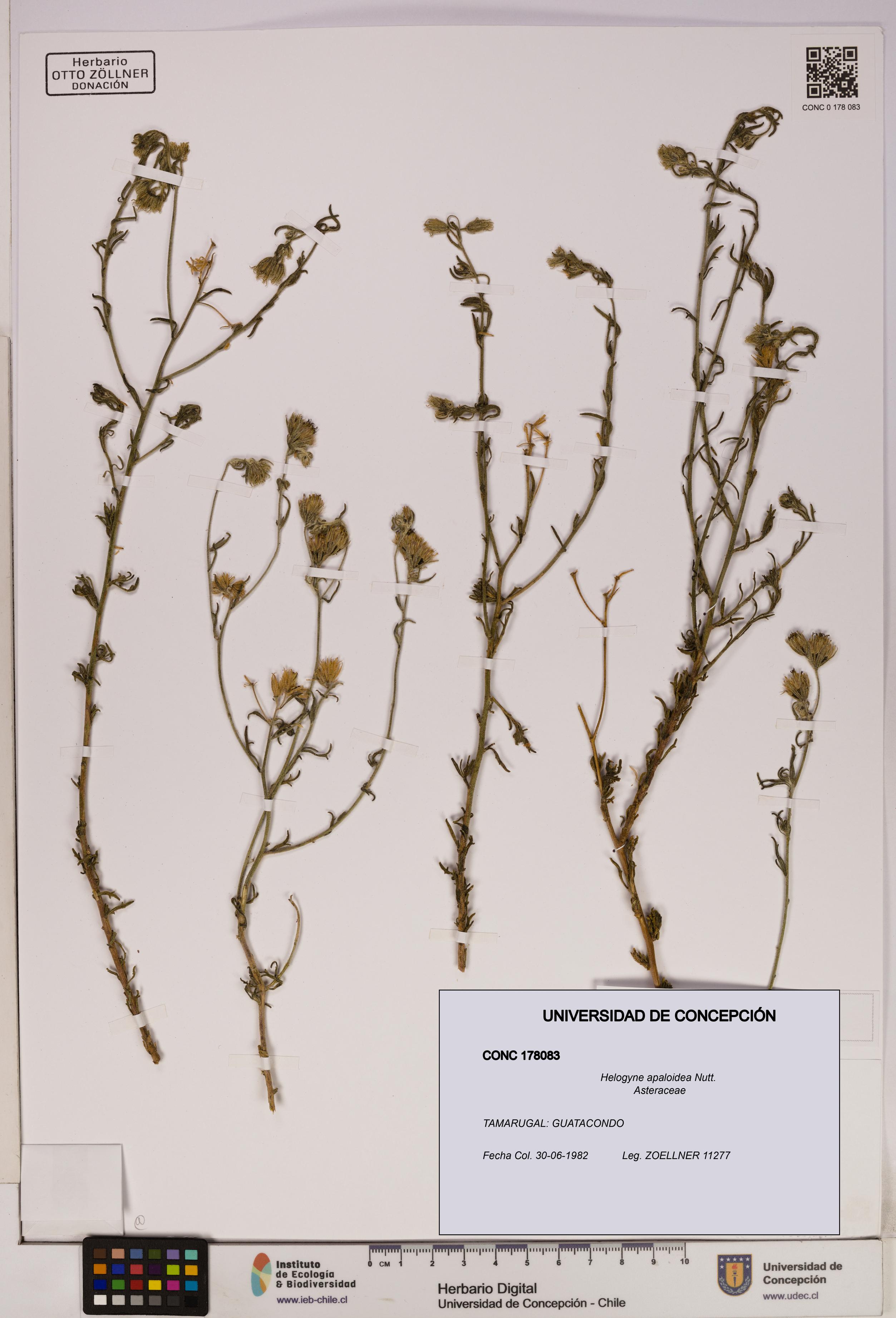 Helogyne apaloidea [Espécimen: UDEC:CONC:0178083]