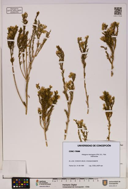 Helogyne macrogyne [Espécimen: UDEC:CONC:0178088]