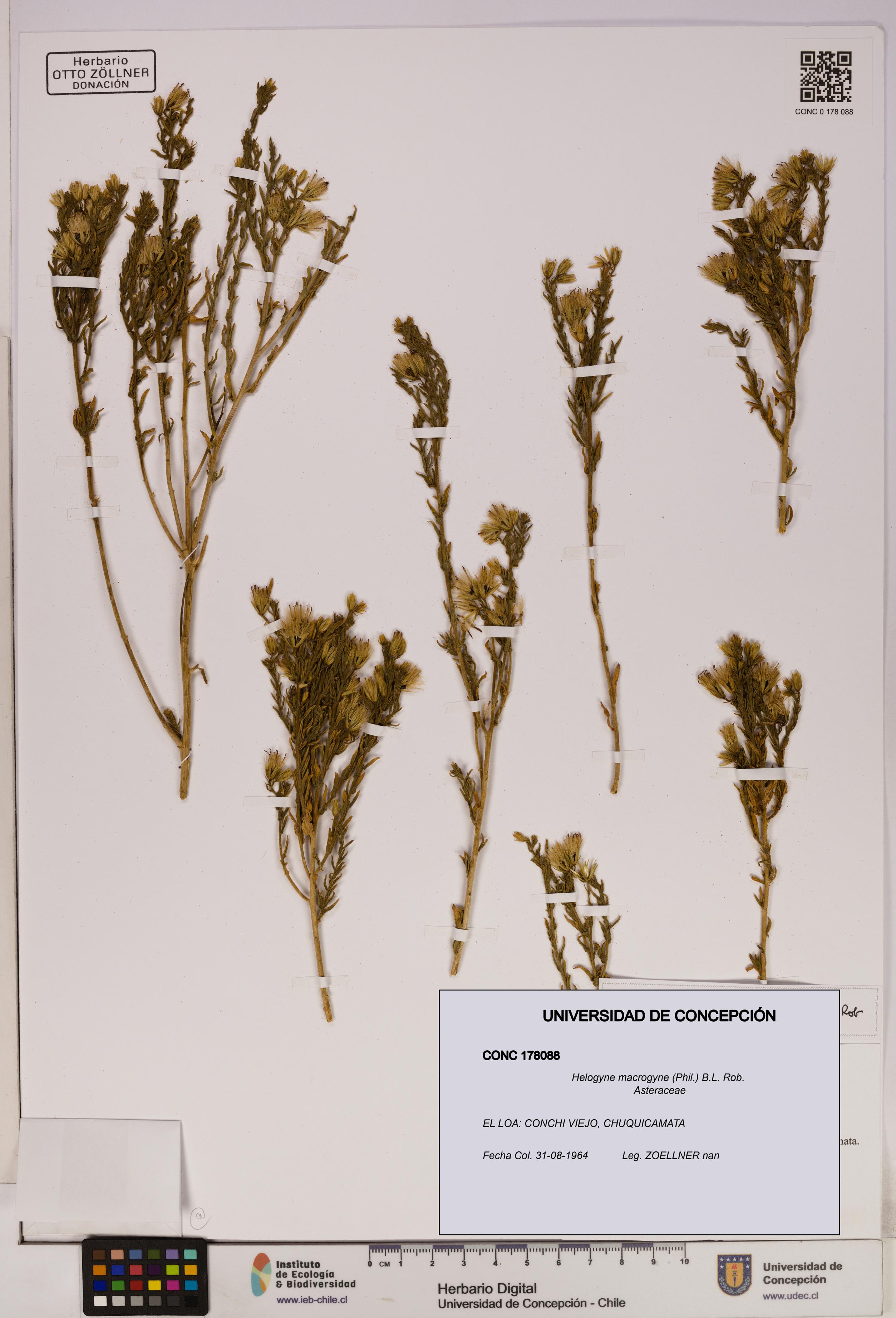 Helogyne macrogyne [Espécimen: UDEC:CONC:0178088]