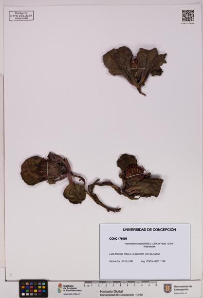 Pachylaena atriplicifolia [Espécimen: ]