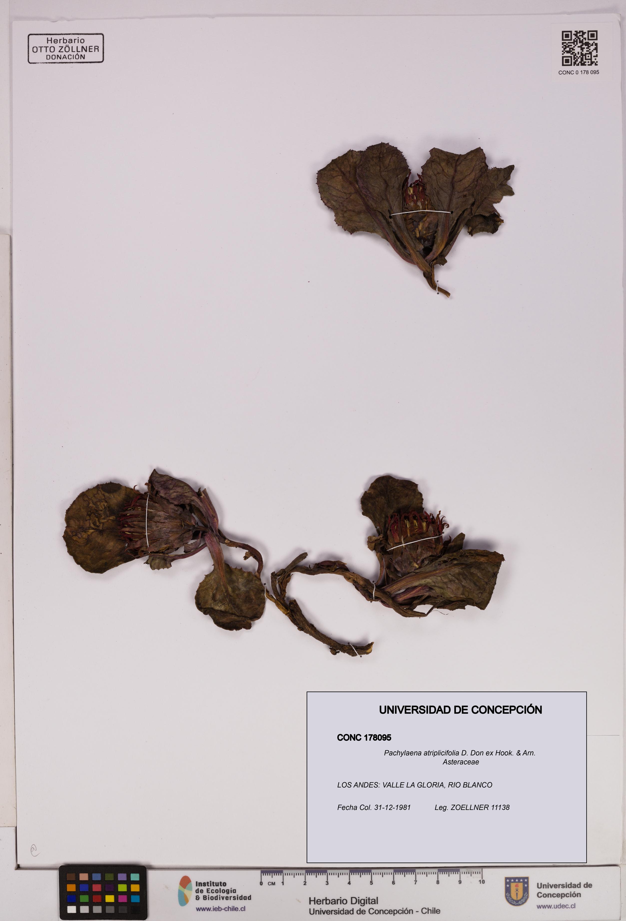 Pachylaena atriplicifolia [Espécimen: ]