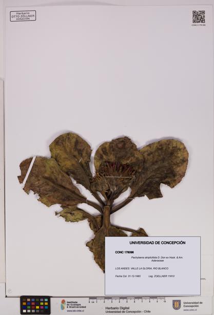 Pachylaena atriplicifolia [Espécimen: ]