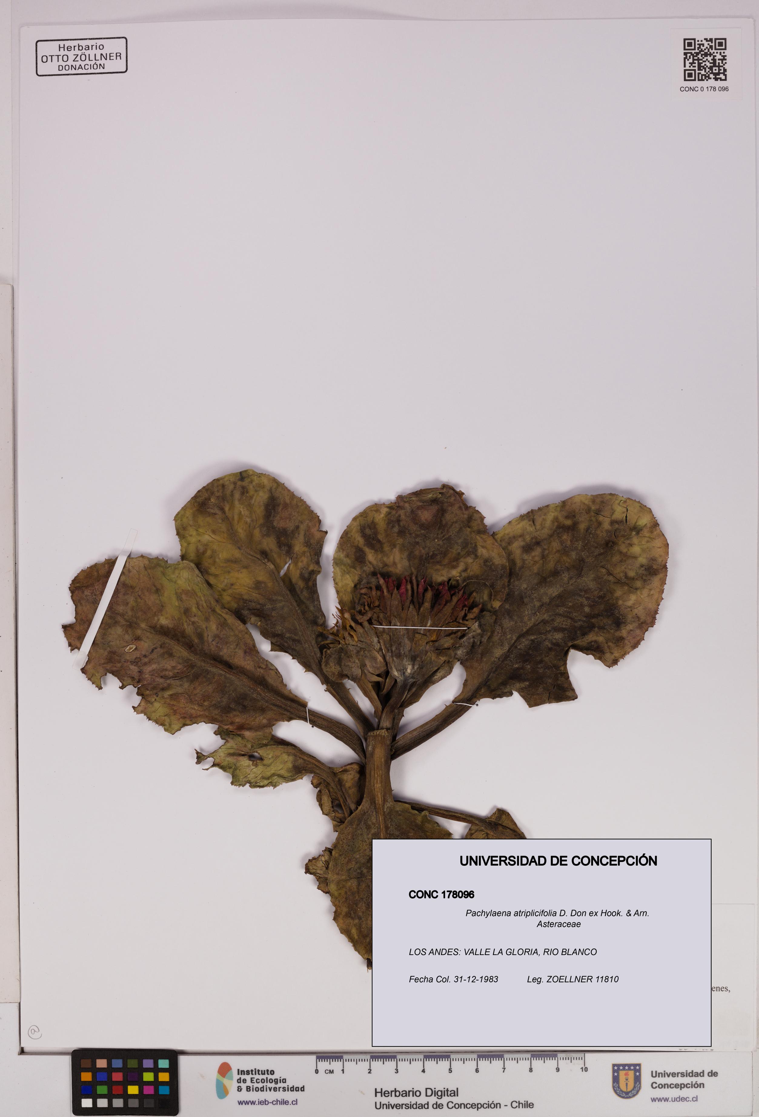Pachylaena atriplicifolia [Espécimen: ]