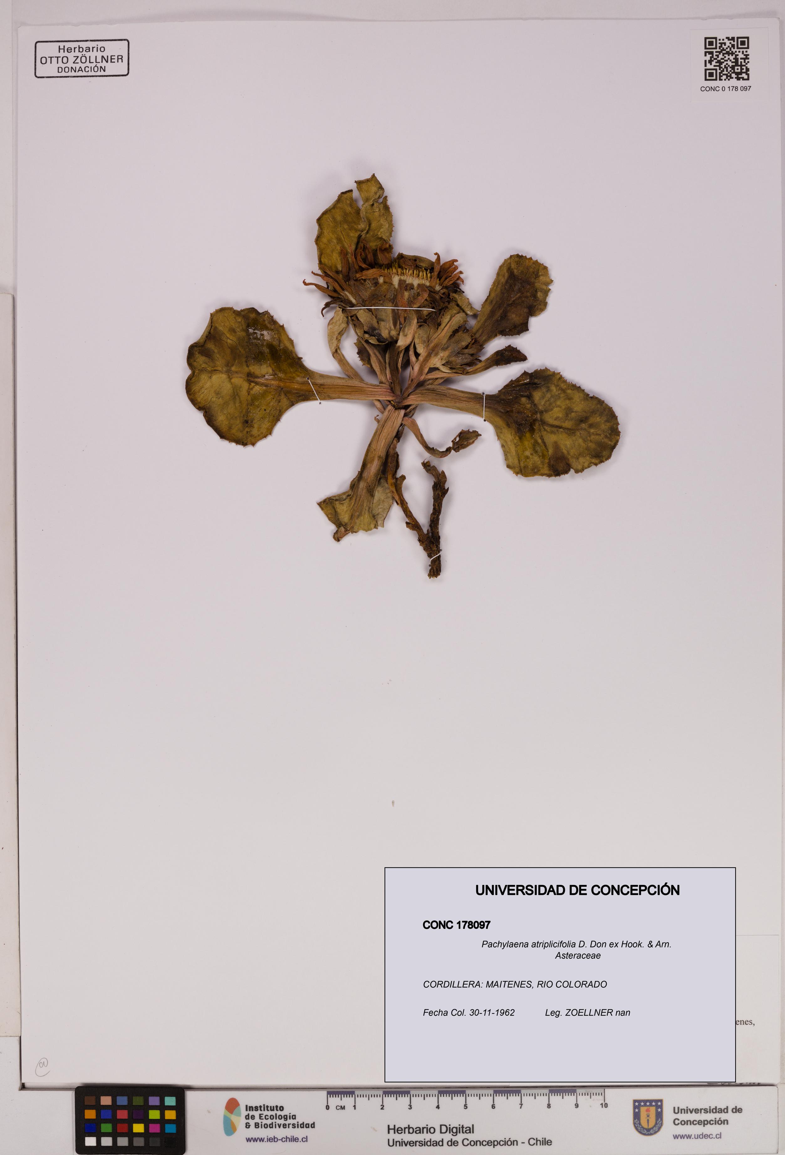 Pachylaena atriplicifolia [Espécimen: ]