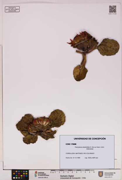 Pachylaena atriplicifolia [Espécimen: ]