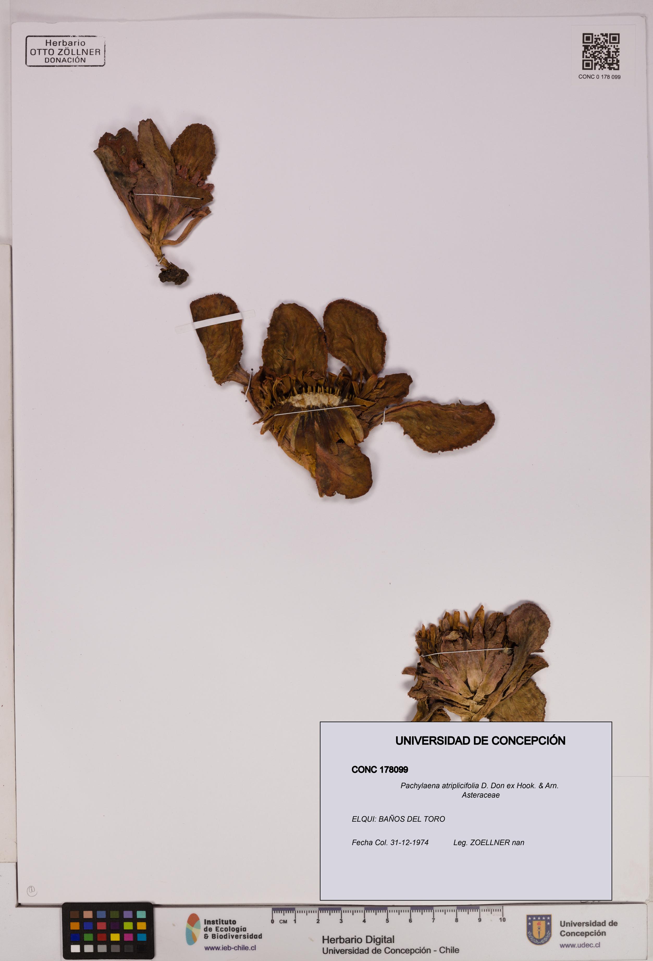 Pachylaena atriplicifolia [Espécimen: ]