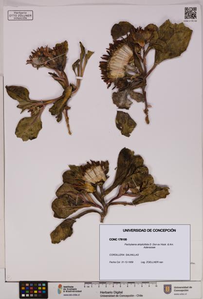 Pachylaena atriplicifolia [Espécimen: ]