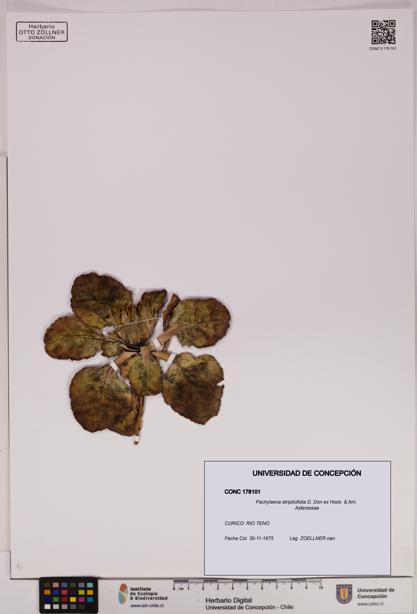 Pachylaena atriplicifolia [Espécimen: ]