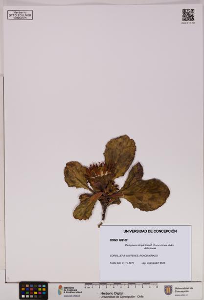 Pachylaena atriplicifolia [Espécimen: ]