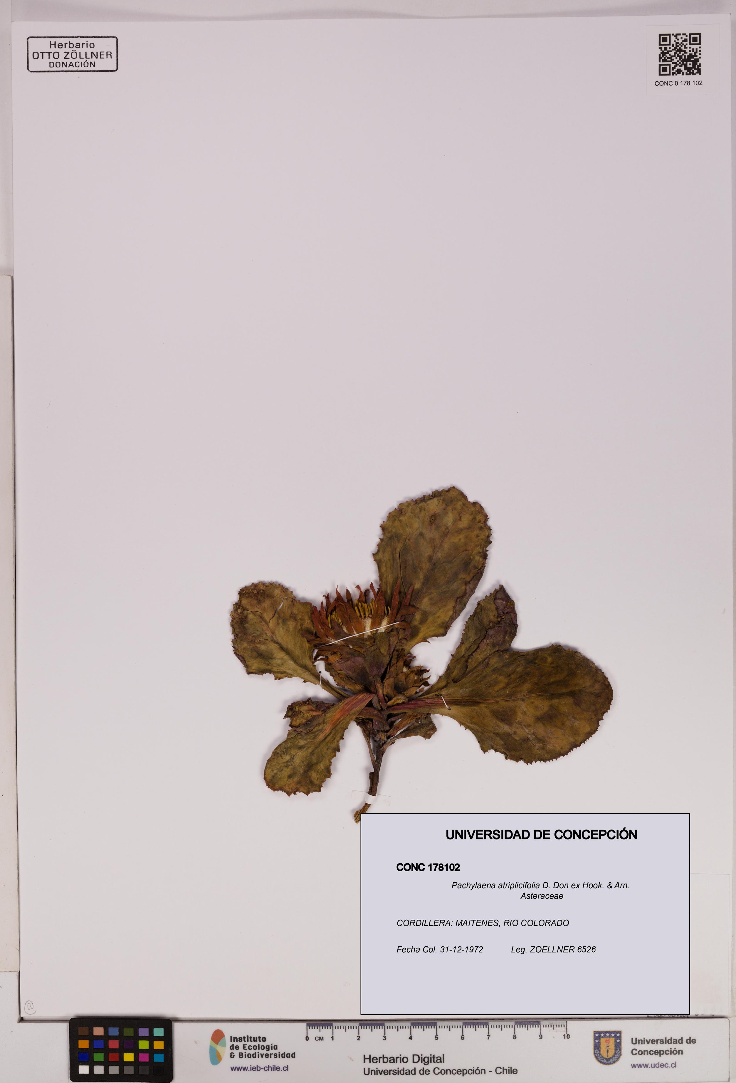 Pachylaena atriplicifolia [Espécimen: ]