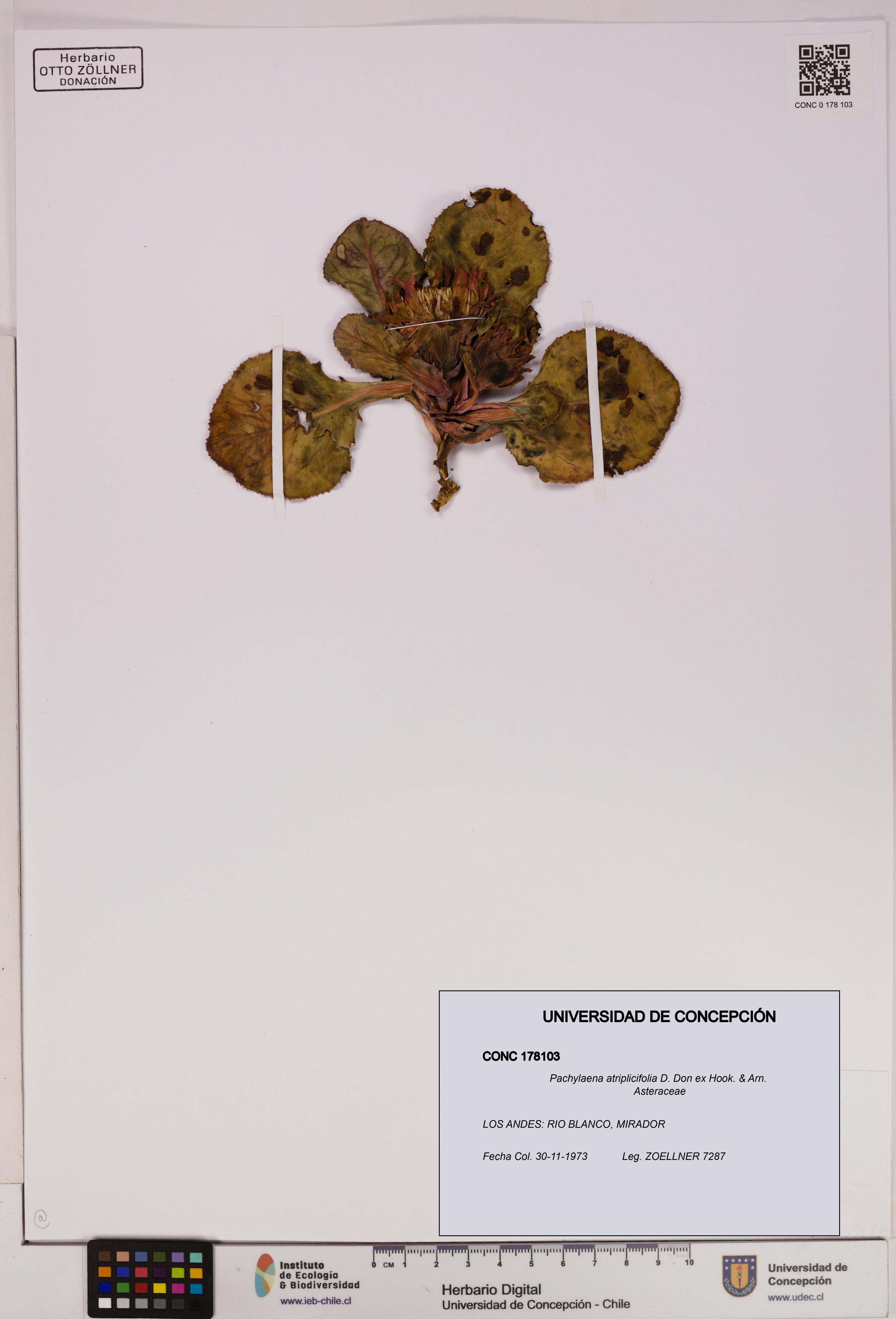 Pachylaena atriplicifolia [Espécimen: ]