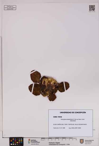 Pachylaena atriplicifolia [Espécimen: ]