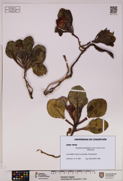 Pachylaena atriplicifolia [Espécimen: ]