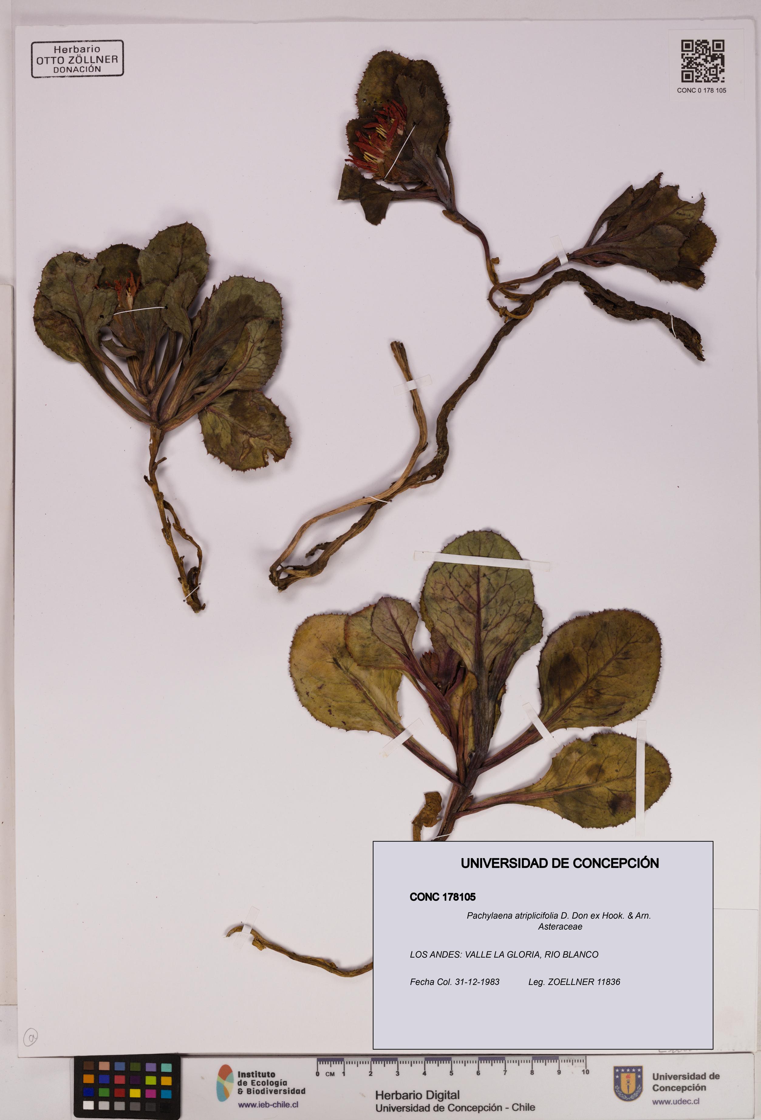 Pachylaena atriplicifolia [Espécimen: ]