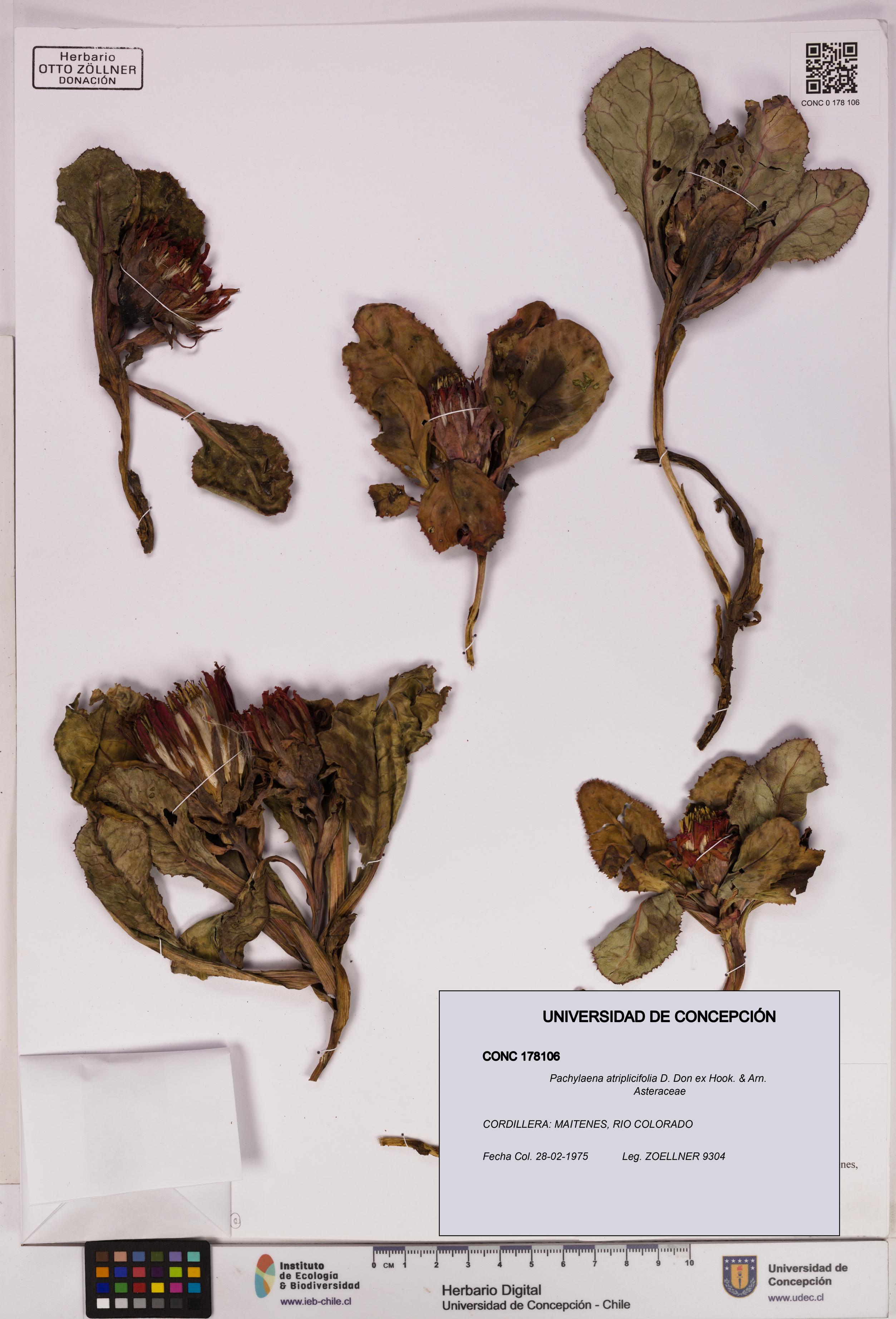 Pachylaena atriplicifolia [Espécimen: ]